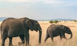 娱乐吃瓜君大象,大象背后的故事与真相